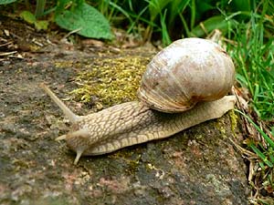 Roman Snail