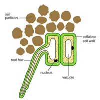 Root Hair Cell