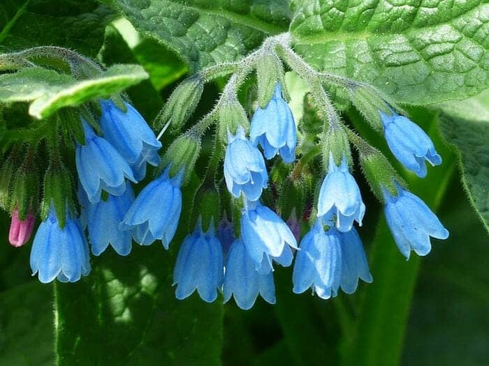 Rough Blue Comfrey Flowers