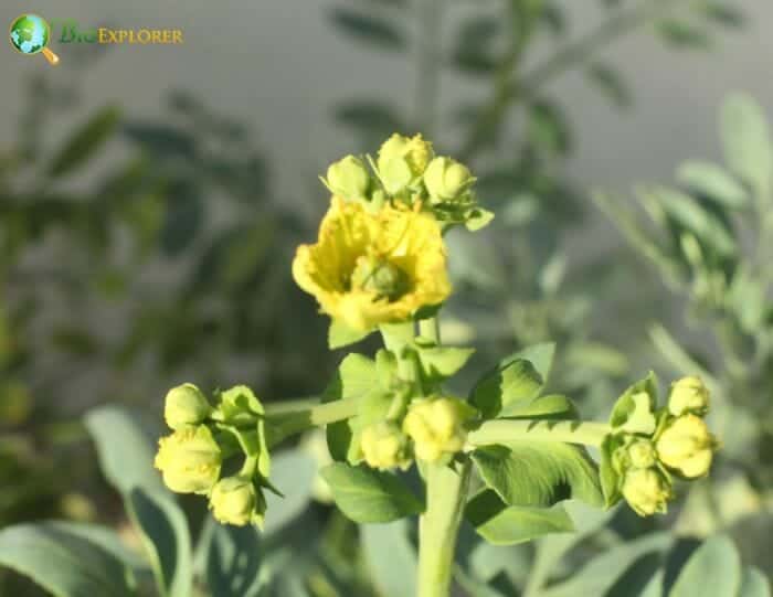 Rue Flowering Plants