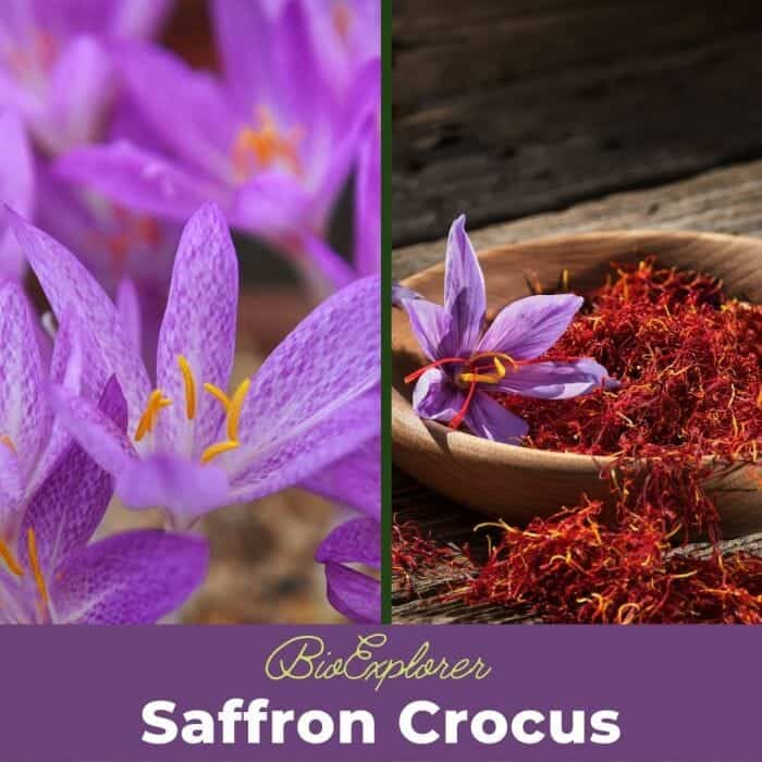 Saffron