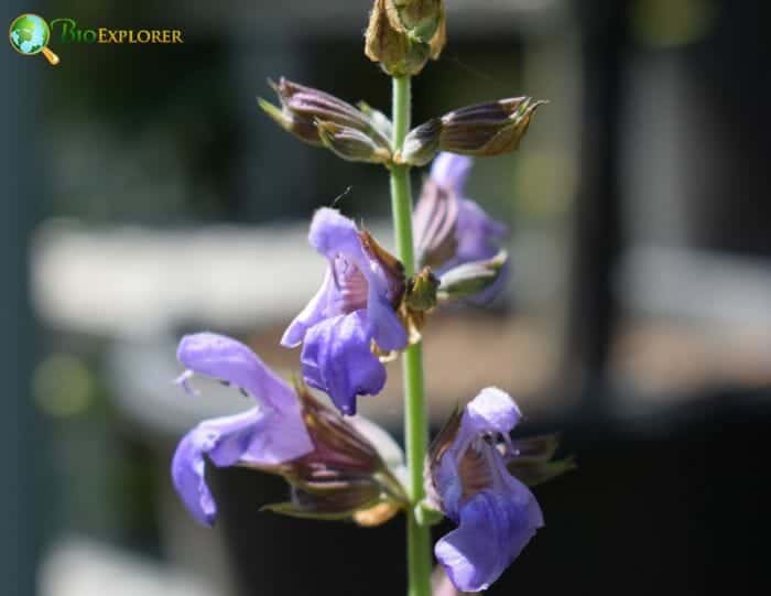 Sage Flowers