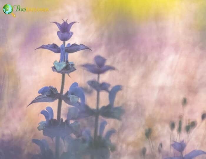 Sage Flowers Lavendar