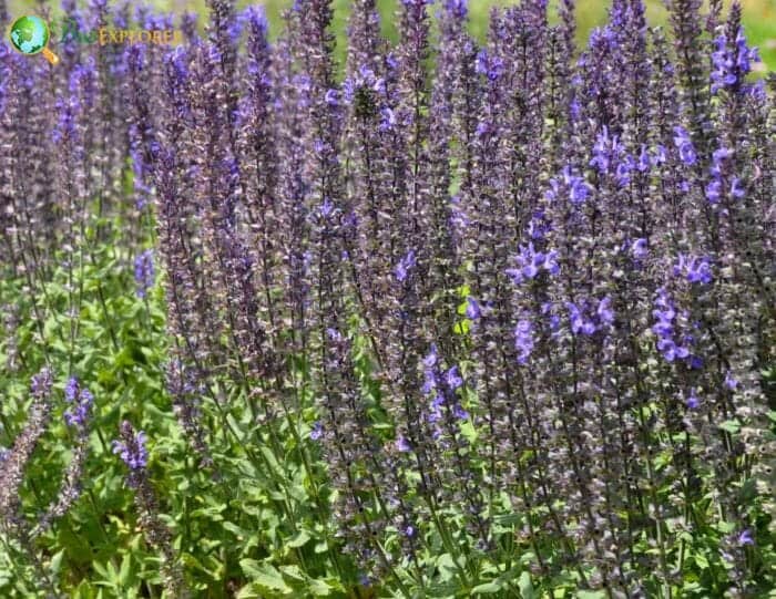 Sage Flowers