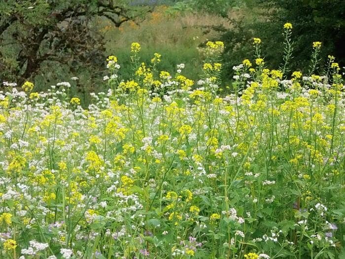 Sagebush Flowers