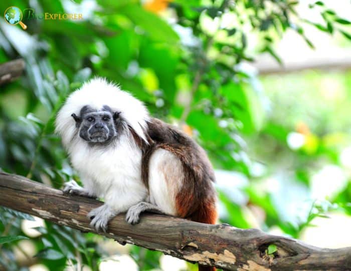 Saguinus Oedipus