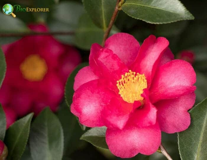 Sasanqua Flowers