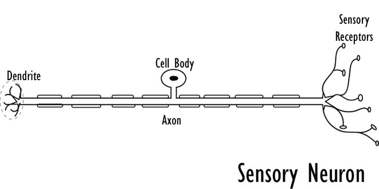 Sensory Neuron Diagram