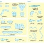 Shapes of Bacteria