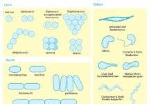 Shapes of Bacteria