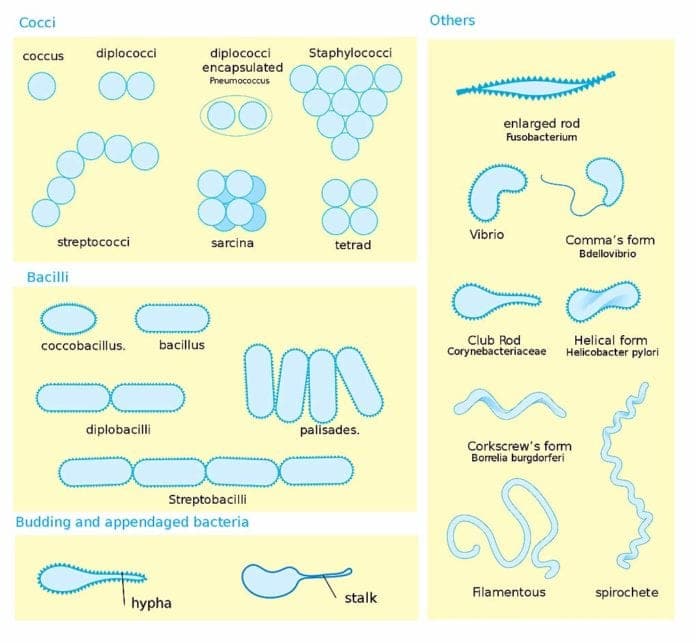 Shapes of Bacteria