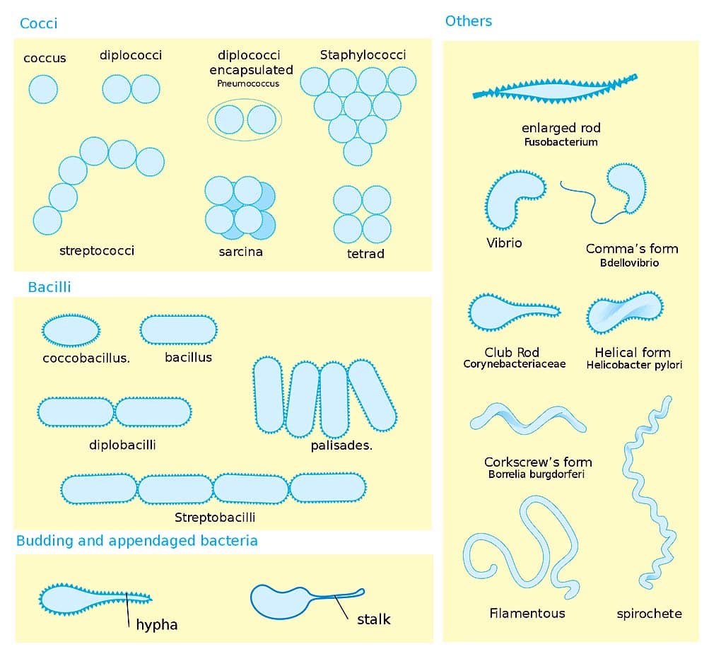 Do Bacteria Have Nucleus? | Structure of Bacteria | Bio Explorer