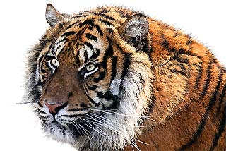 Siberian Tiger Diet