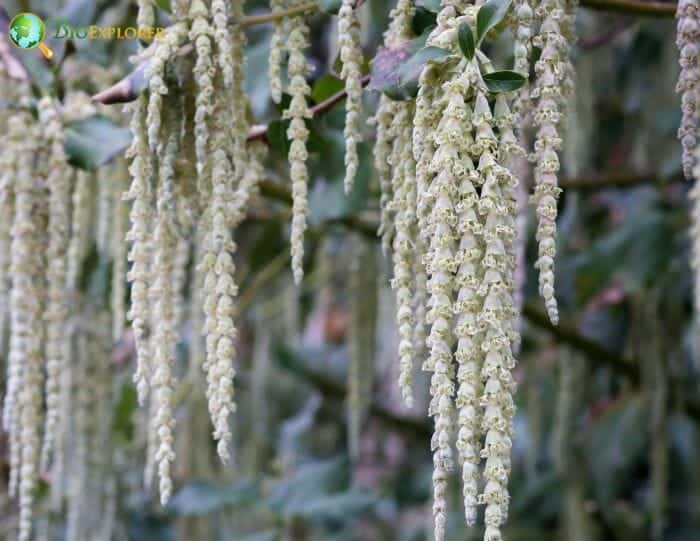 Silk Tassels