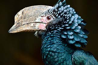 Silvery Cheeked Hornbill