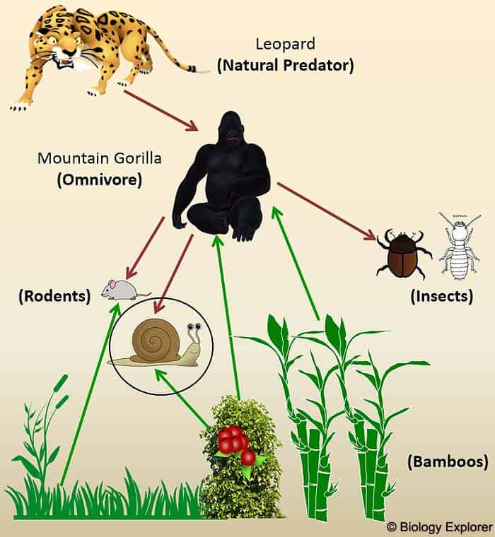 Snail in Animal Food Chain