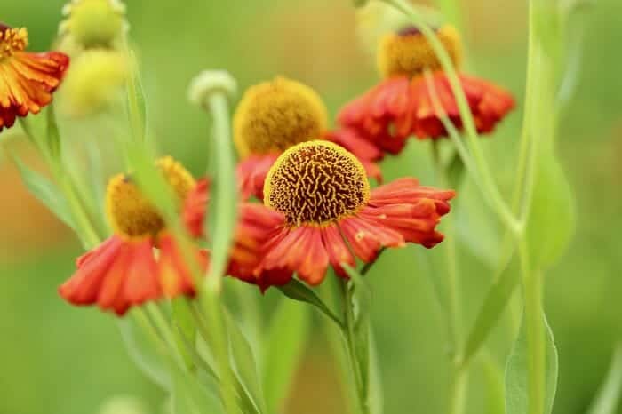 Sneezeweed Flowers