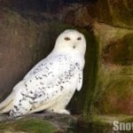 Snowy Owl