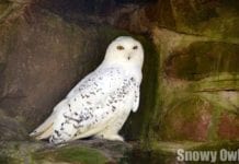 Snowy Owl