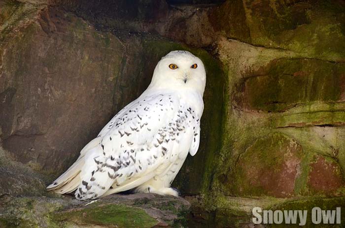 Snowy Owl