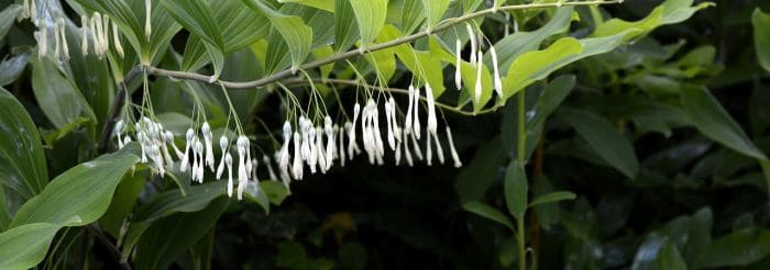 Solomon's Seal Flowering Plant