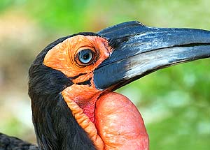 Southern Ground Hornbill