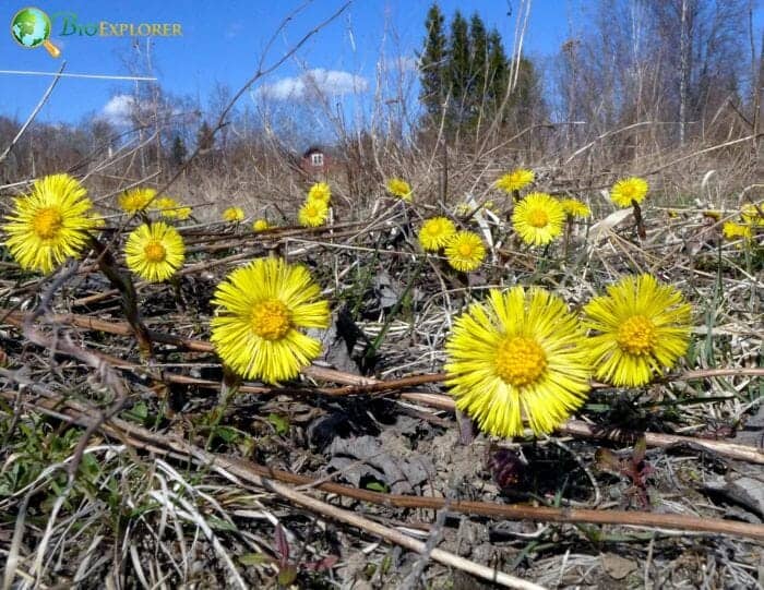 Sowfoot Flowers