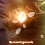 spermatogenesis