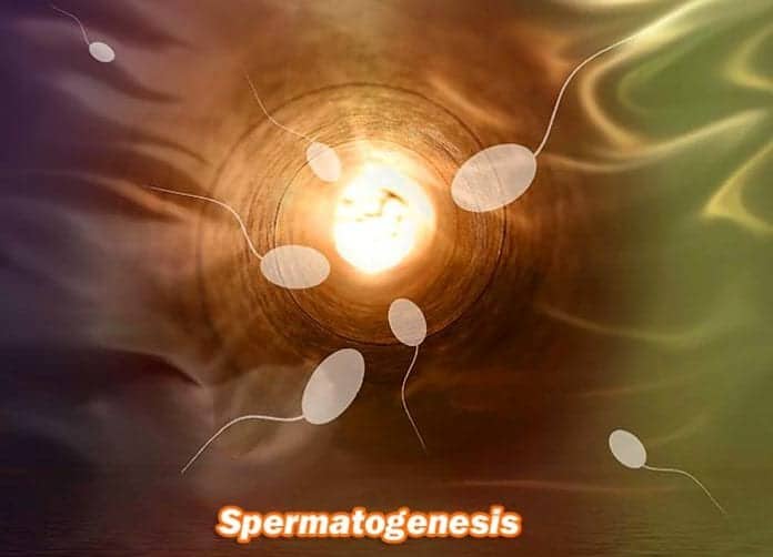 spermatogenesis