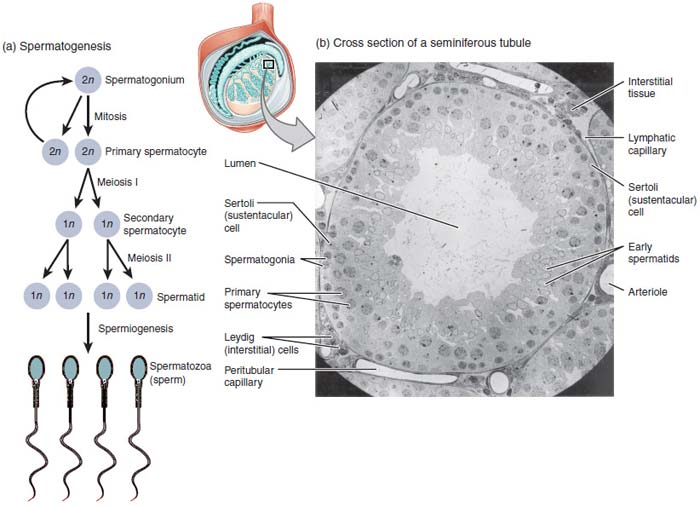 Spermatogenesis Stages