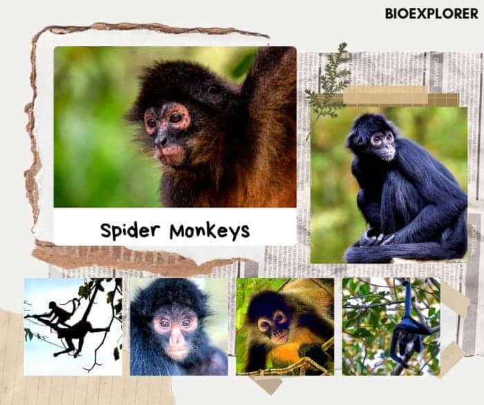 Spider Monkeys