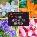 star shaped flowers