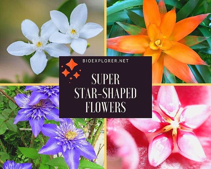 star-shaped flowers