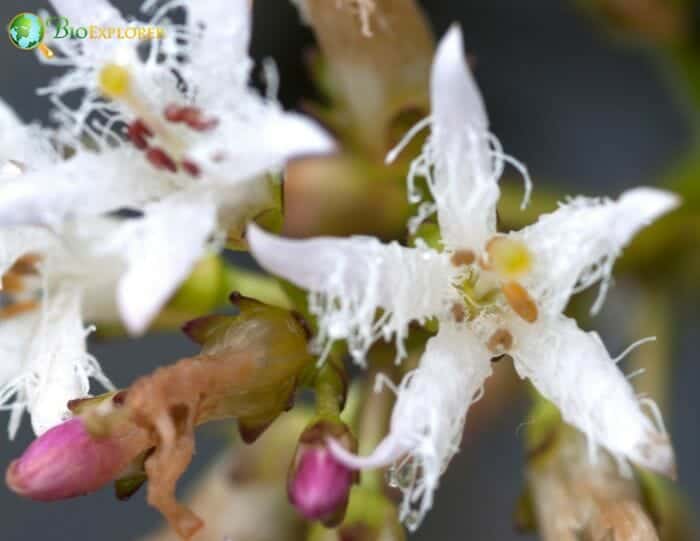 Start Shaped Buckbean Flowers