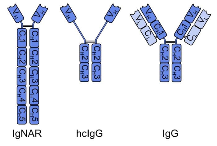 structure of antibodies