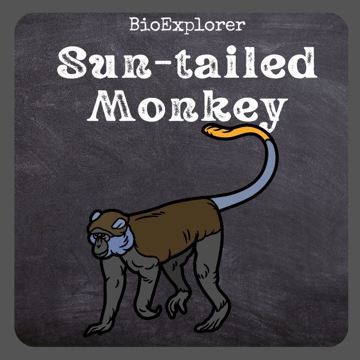 Sun-Tailed Monkey