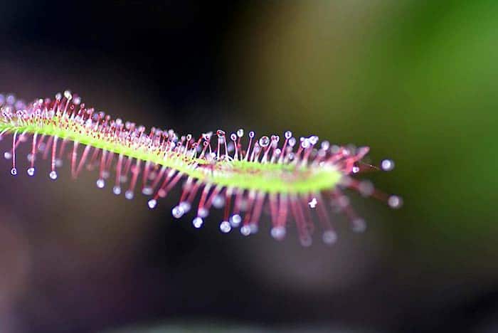 Sundew Plant