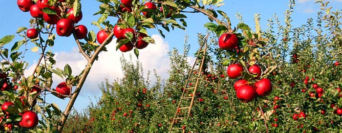 Surplus Food Production