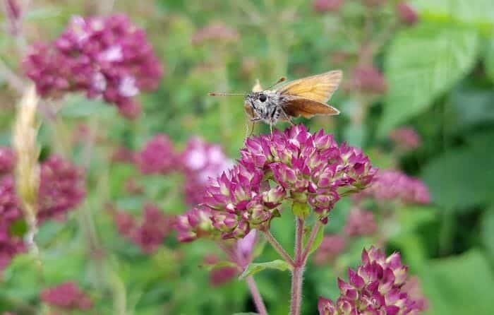 Sweet Marjoram