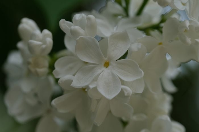 Syringa Flowers