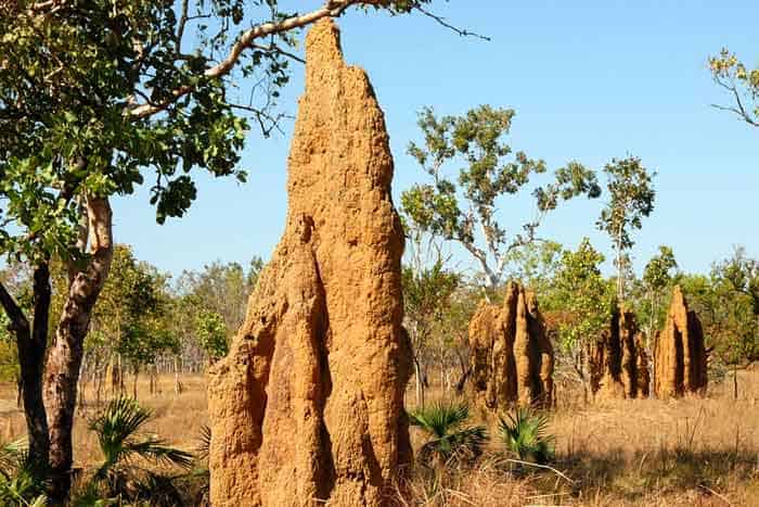 Termites - Sand Nest