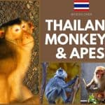 Thailand Monkeys