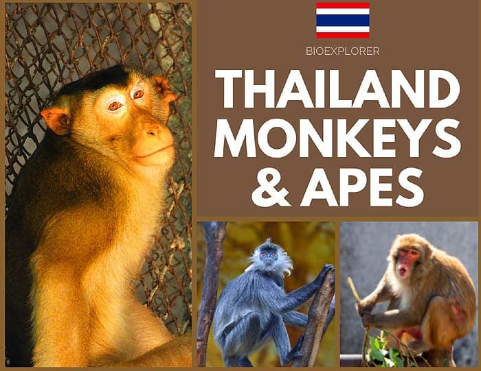 Thailand Monkeys