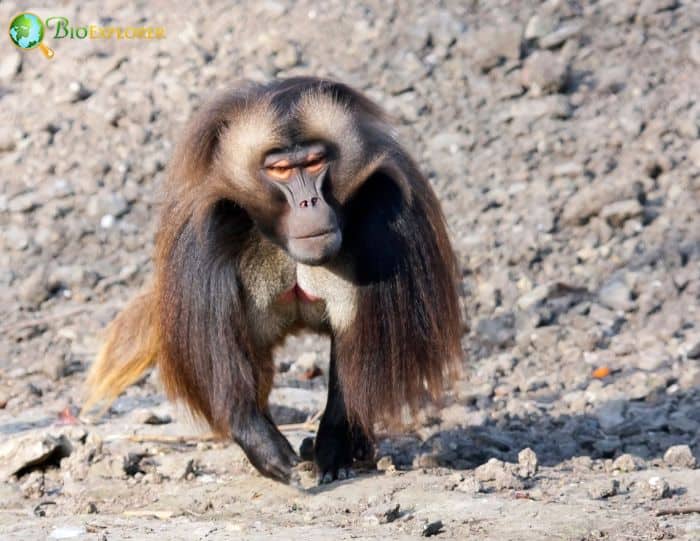 Theropithecus Gelada