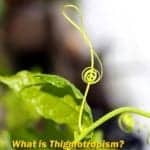 thigmotropism