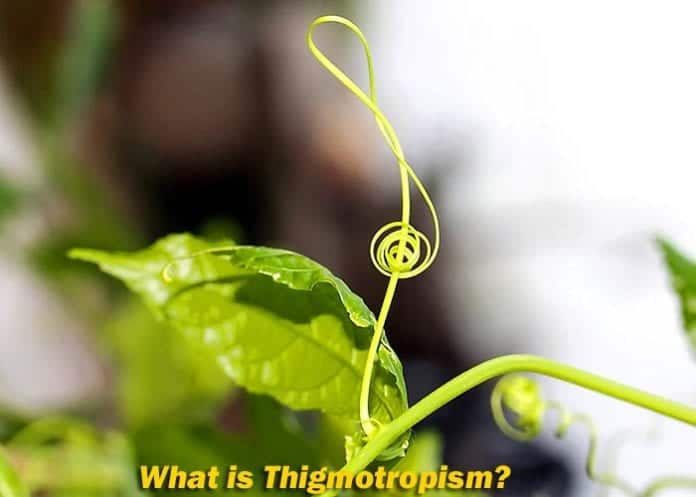 thigmotropism