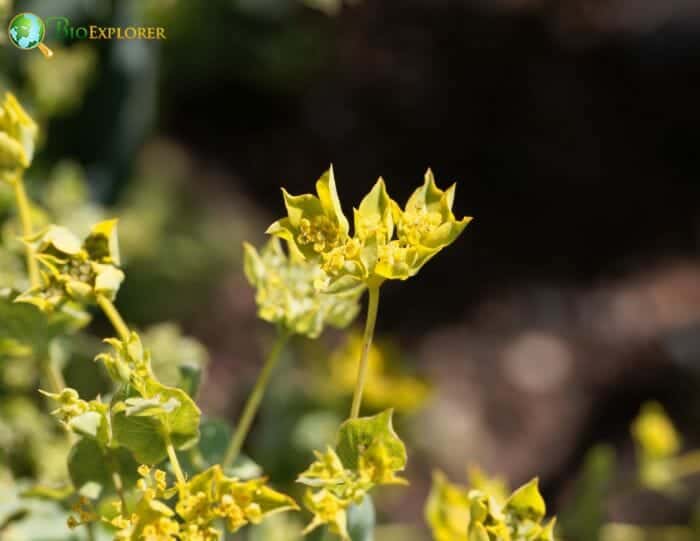 Thoroughwax Flowers