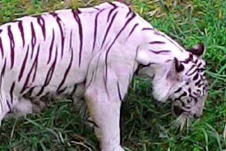 Tiger Eating Grass