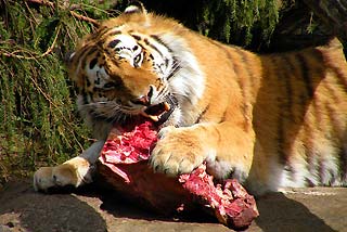 tiger eating meat