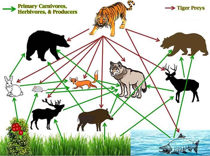 Tiger Food Chain Diagram